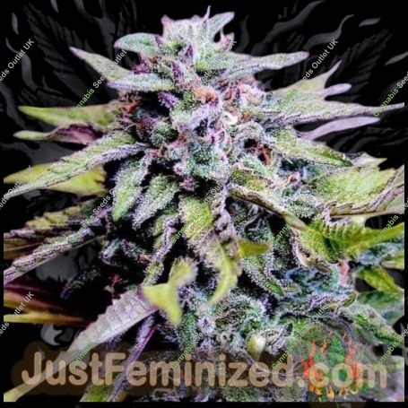 Grandaddy Purple Fast V Marijuana Strain by Just Feminized For Sale Online at Cannabis Seeds Outlet