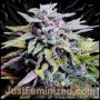 Grandaddy Purple Fast V Marijuana Strain by Just Feminized For Sale Online at Cannabis Seeds Outlet