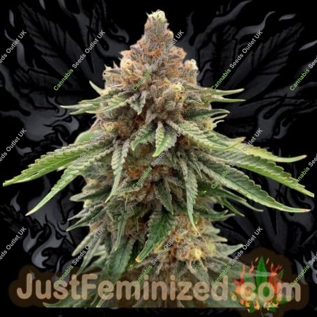 Grape Fruit Marijuana Strain by Just Feminized For Sale Online at Cannabis Seeds Outlet