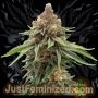 Grape Fruit Marijuana Strain by Just Feminized For Sale Online at Cannabis Seeds Outlet