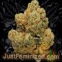 Just Feminized Grape Fruit Smoke Buds Weed Ganja Skunk Dope Pot Images Pics Nuggets