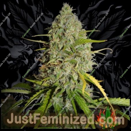 Grapefruit Auto Marijuana Strain by Just Feminized For Sale Online at Cannabis Seeds Outlet