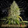 Grapefruit Auto Marijuana Strain by Just Feminized For Sale Online at Cannabis Seeds Outlet