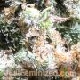 Grapefruit Auto by Just Feminized THC Content Potency Strength CBD Height Yield Flowering Time Indica Sativa Genetics