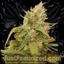 Great Marijuana Strain by Just Feminized For Sale Online at Cannabis Seeds Outlet