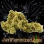 Just Feminized Great Smoke Buds Weed Ganja Skunk Dope Pot Images Pics Nuggets