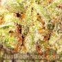 Great by Just Feminized THC Content Potency Strength CBD Height Yield Flowering Time Indica Sativa Genetics