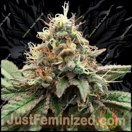 Great Marijuana Strain by Just Feminized For Sale Online at Cannabis Seeds Outlet