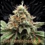 Great Marijuana Strain by Just Feminized For Sale Online at Cannabis Seeds Outlet