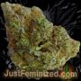 Just Feminized Great Smoke Buds Weed Ganja Skunk Dope Pot Images Pics Nuggets