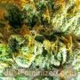 Great by Just Feminized THC Content Potency Strength CBD Height Yield Flowering Time Indica Sativa Genetics