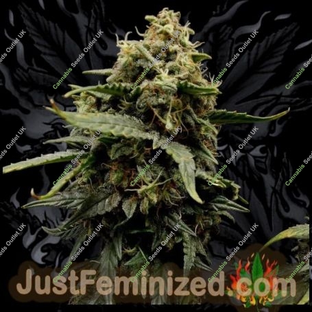 Green Crack Auto Marijuana Strain by Just Feminized For Sale Online at Cannabis Seeds Outlet