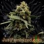 Green Crack Auto Marijuana Strain by Just Feminized For Sale Online at Cannabis Seeds Outlet