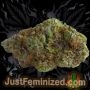 Just Feminized Green Crack Auto Smoke Buds Weed Ganja Skunk Dope Pot Images Pics Nuggets