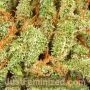 Green Crack Auto by Just Feminized THC Content Potency Strength CBD Height Yield Flowering Time Indica Sativa Genetics