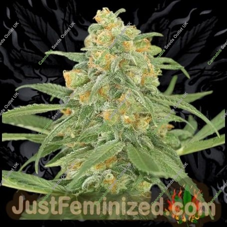 Green Crack Marijuana Strain by Just Feminized For Sale Online at Cannabis Seeds Outlet