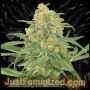 Green Crack Marijuana Strain by Just Feminized For Sale Online at Cannabis Seeds Outlet