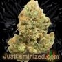 Just Feminized Green Crack Smoke Buds Weed Ganja Skunk Dope Pot Images Pics Nuggets