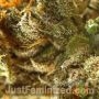 Green Crack by Just Feminized THC Content Potency Strength CBD Height Yield Flowering Time Indica Sativa Genetics