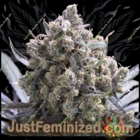 Green Crack Fast V Marijuana Strain by Just Feminized For Sale Online at Cannabis Seeds Outlet