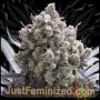 Green Crack Fast V Marijuana Strain by Just Feminized For Sale Online at Cannabis Seeds Outlet