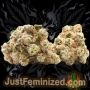 Just Feminized Green Crack Fast V Smoke Buds Weed Ganja Skunk Dope Pot Images Pics Nuggets