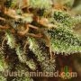 Green Crack Fast V by Just Feminized THC Content Potency Strength CBD Height Yield Flowering Time Indica Sativa Genetics