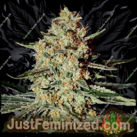 Himalayan Gold Marijuana Strain by Just Feminized For Sale Online at Cannabis Seeds Outlet