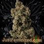 Just Feminized Himalayan Gold Smoke Buds Weed Ganja Skunk Dope Pot Images Pics Nuggets