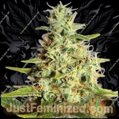 Himalayan Gold CBD Marijuana Strain by Just Feminized For Sale Online at Cannabis Seeds Outlet