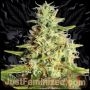 Himalayan Gold CBD Marijuana Strain by Just Feminized For Sale Online at Cannabis Seeds Outlet