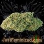 Just Feminized Himalayan Gold CBD Smoke Buds Weed Ganja Skunk Dope Pot Images Pics Nuggets