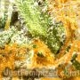 Himalayan Gold CBD by Just Feminized THC Content Potency Strength CBD Height Yield Flowering Time Indica Sativa Genetics