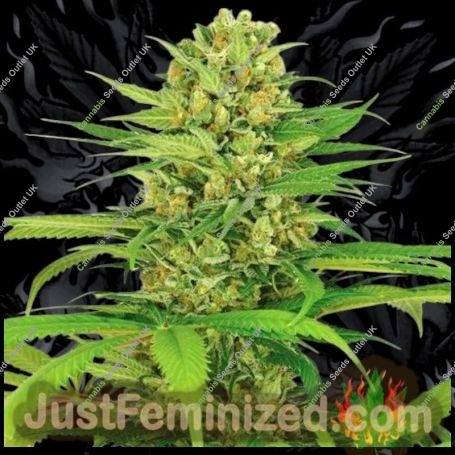 Hubba Bubblegum Auto Marijuana Strain by Just Feminized For Sale Online at Cannabis Seeds Outlet