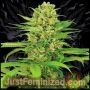 Hubba Bubblegum Auto Marijuana Strain by Just Feminized For Sale Online at Cannabis Seeds Outlet