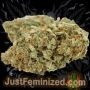 Just Feminized Hubba Bubblegum Auto Smoke Buds Weed Ganja Skunk Dope Pot Images Pics Nuggets