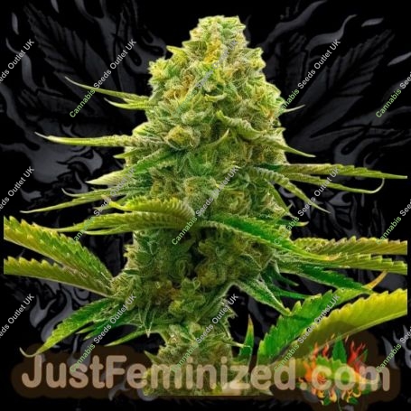 Hubba Bubblegum Marijuana Strain by Just Feminized For Sale Online at Cannabis Seeds Outlet
