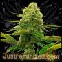 Hubba Bubblegum Marijuana Strain by Just Feminized For Sale Online at Cannabis Seeds Outlet