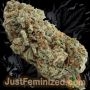 Just Feminized Hubba Bubblegum Smoke Buds Weed Ganja Skunk Dope Pot Images Pics Nuggets