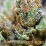 Hubba Bubblegum by Just Feminized THC Content Potency Strength CBD Height Yield Flowering Time Indica Sativa Genetics