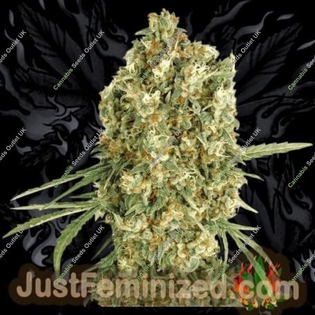 Jack Herer Auto Marijuana Strain by Just Feminized For Sale Online at Cannabis Seeds Outlet