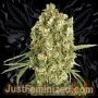 Jack Herer Auto Marijuana Strain by Just Feminized For Sale Online at Cannabis Seeds Outlet