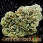 Just Feminized Jack Herer Auto Smoke Buds Weed Ganja Skunk Dope Pot Images Pics Nuggets