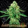 Jack Herer Marijuana Strain by Just Feminized For Sale Online at Cannabis Seeds Outlet