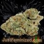 Just Feminized Jack Herer Smoke Buds Weed Ganja Skunk Dope Pot Images Pics Nuggets