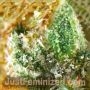Jack Herer by Just Feminized THC Content Potency Strength CBD Height Yield Flowering Time Indica Sativa Genetics
