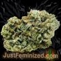Just Feminized Jack Herer Fast V Smoke Buds Weed Ganja Skunk Dope Pot Images Pics Nuggets