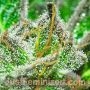 Jack Herer Fast V by Just Feminized THC Content Potency Strength CBD Height Yield Flowering Time Indica Sativa Genetics