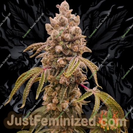Jelly Donutz Auto Marijuana Strain by Just Feminized For Sale Online at Cannabis Seeds Outlet