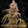 Jelly Donutz Auto Marijuana Strain by Just Feminized For Sale Online at Cannabis Seeds Outlet